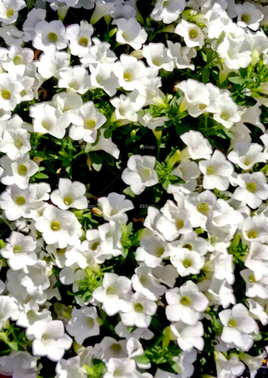 Flower, Flora, Nature, No Person, Leaf