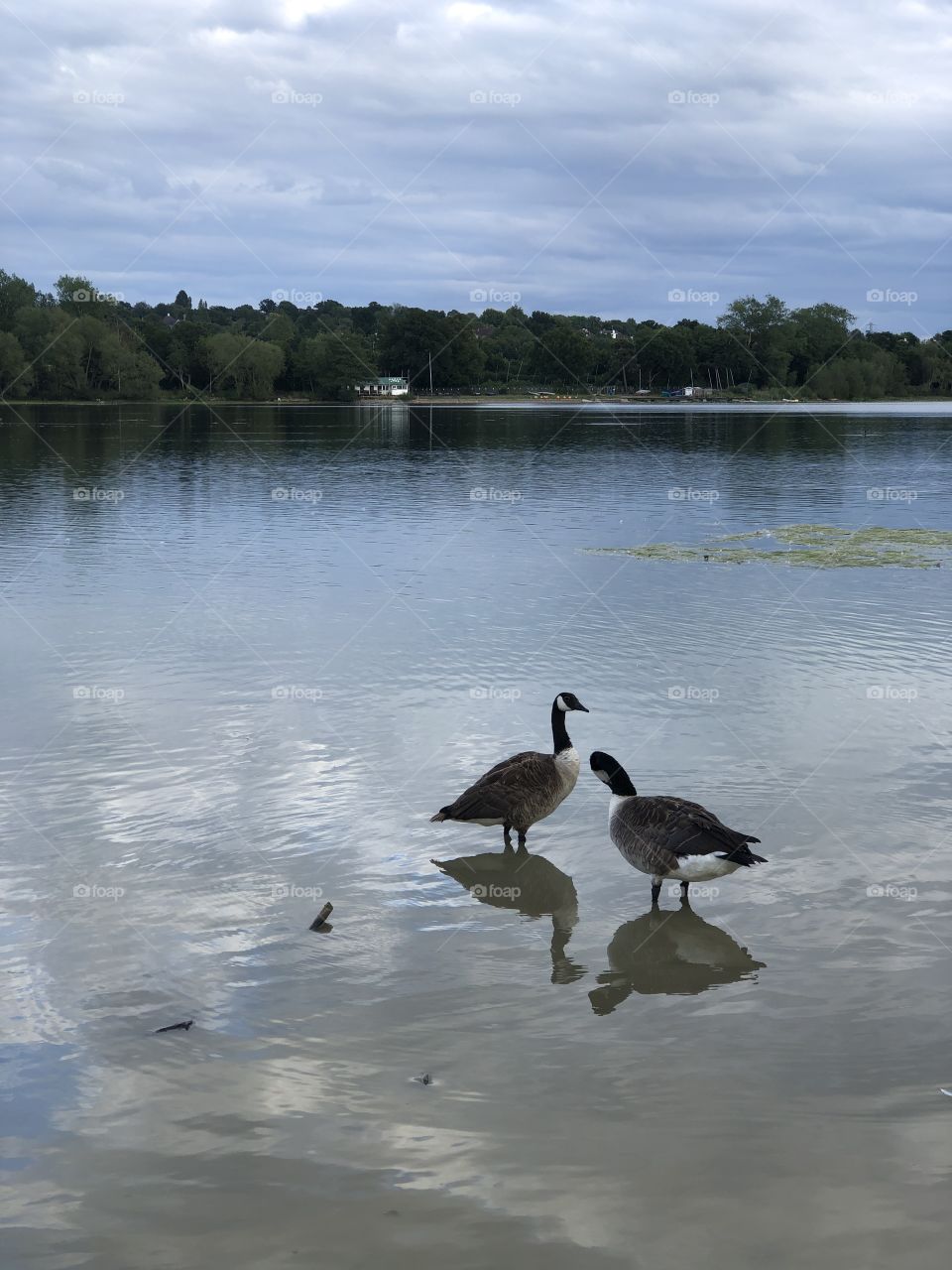 lake ducks love