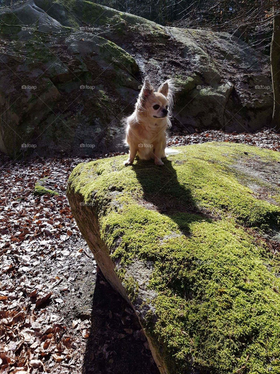 Benni the Chihuahua!