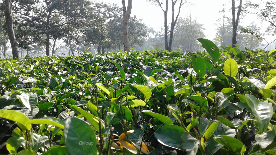 Tea Plant.