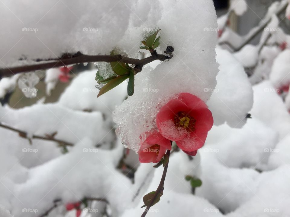 Beautiful flowering plant, shrub with red pink flowers covered with snow. Unusual snow in spring