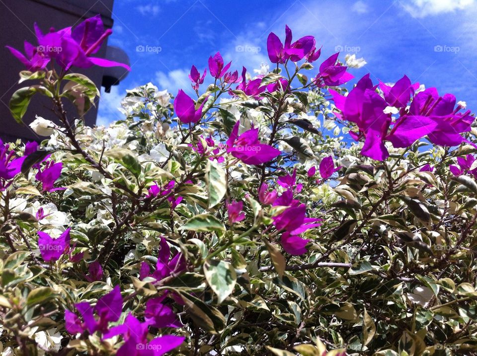 Bougainvilleas