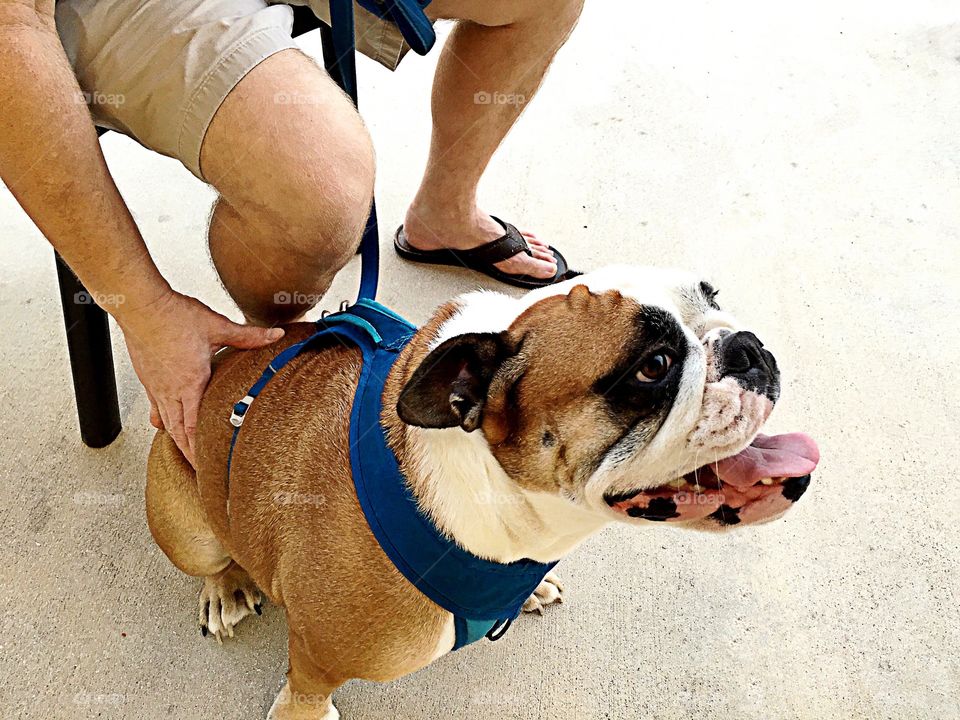 Adorable English Bulldog.