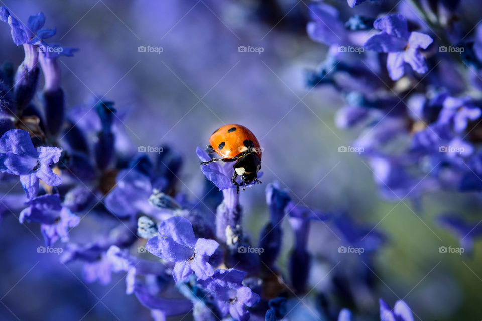 Ladybug on blue flowers