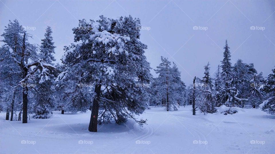 Winter landscape from Pyhätunturi, Lapland, Finland