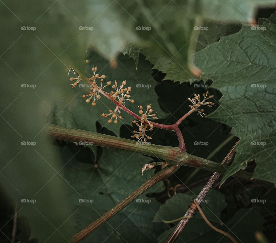 The germ of a blue grape