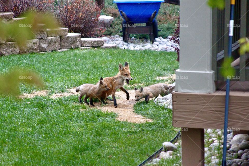 Red fox is taking care of its cubs in a backyard
