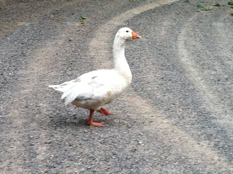 Duck crossing road