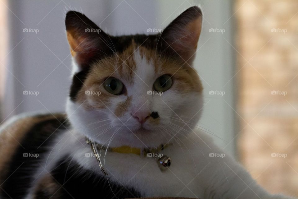 Calico Coloured Cat 