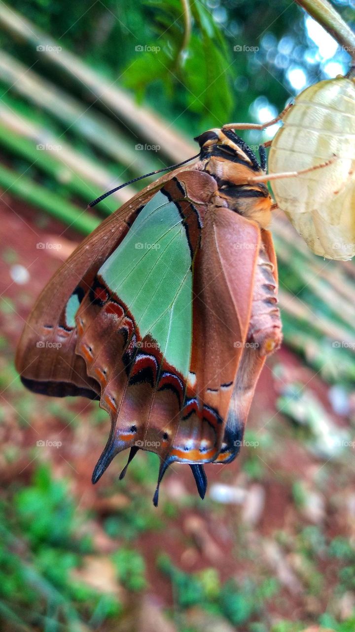 The butterfly that is still perched on the cocoon
