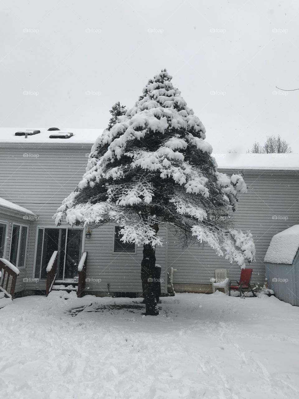 Tree trying to hold up during a spring storm causing heavy wet snow 