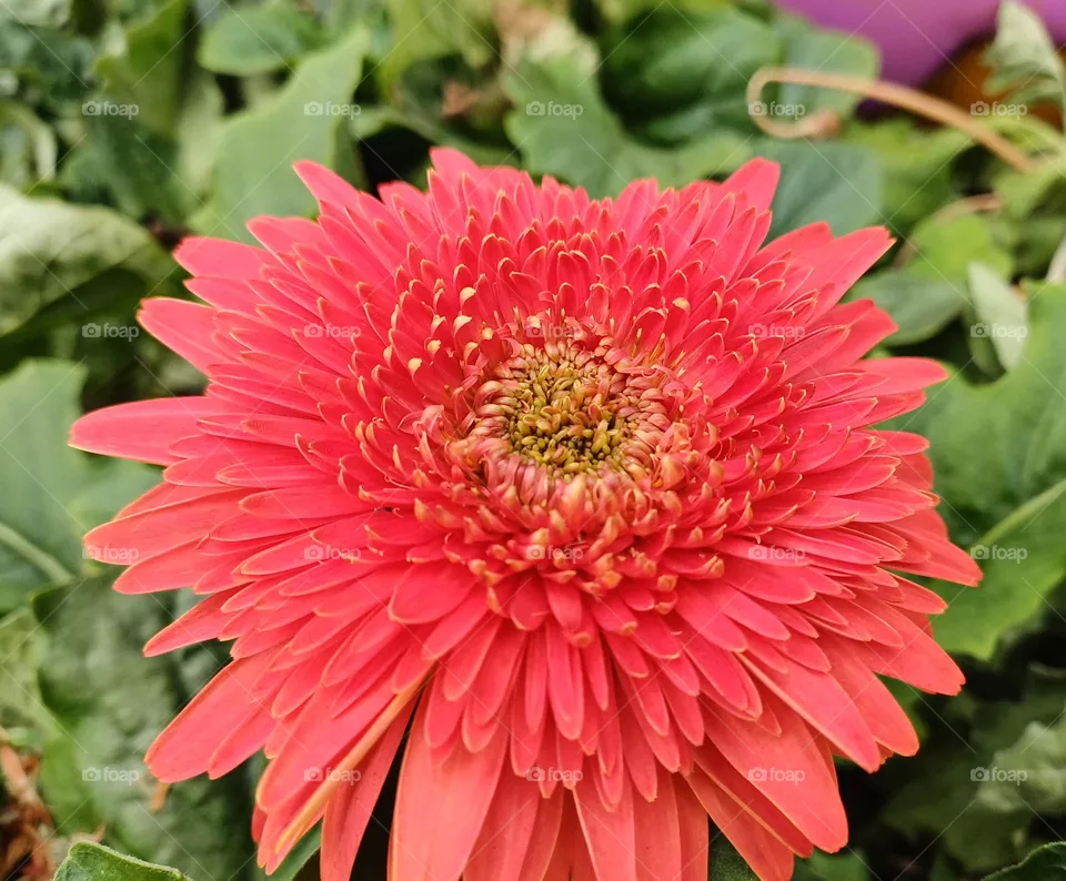red flowers