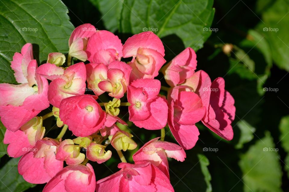 Pink Hydrangea 