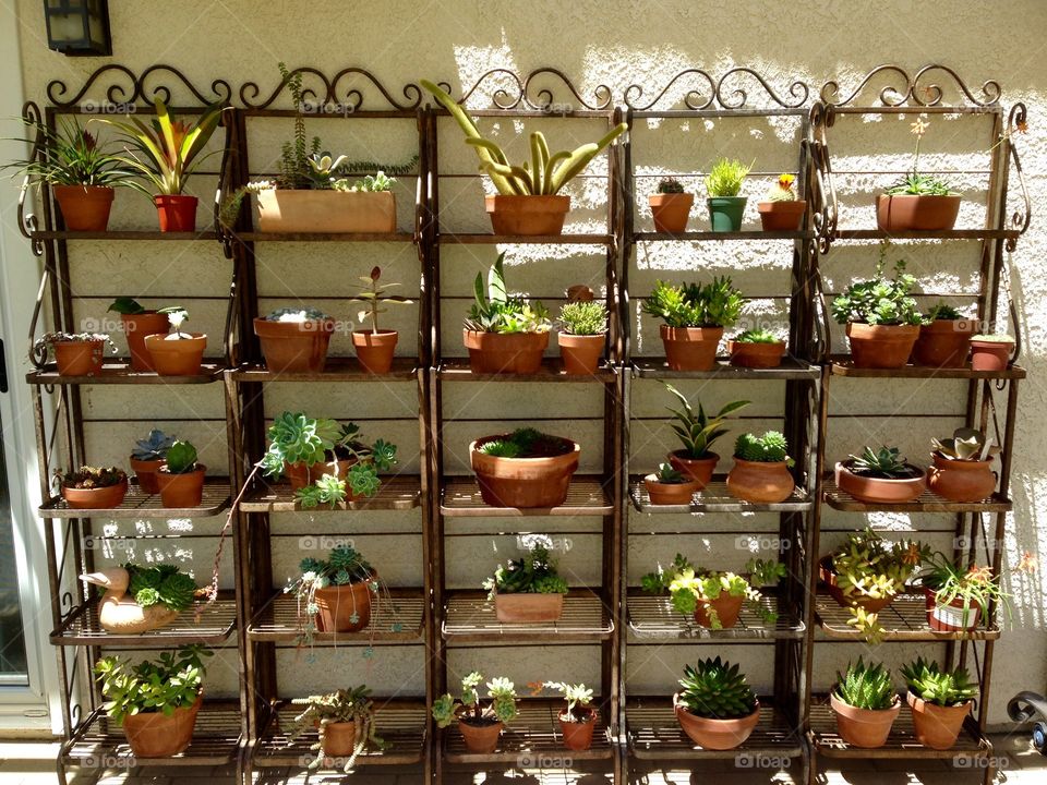 Potted plant on metal rack against wall