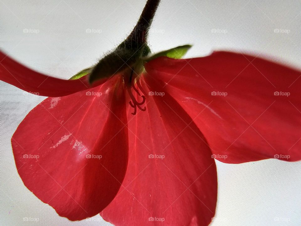 "intimacy of a flower"  a macro of a beautiful red Geranium showing off its center and veins on its delicate petals.