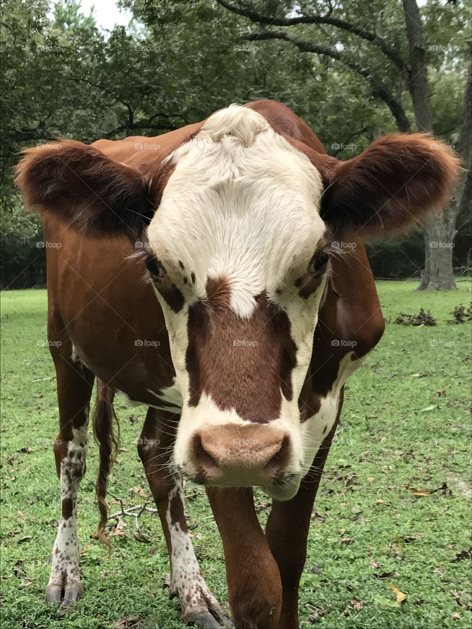 Face to face with a cute cow