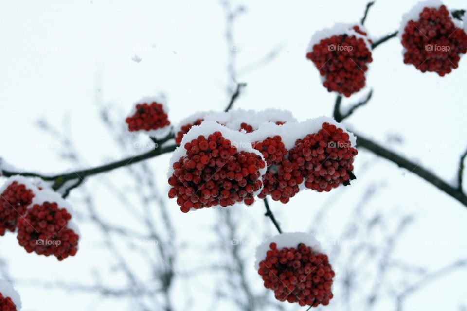 Rowan berries