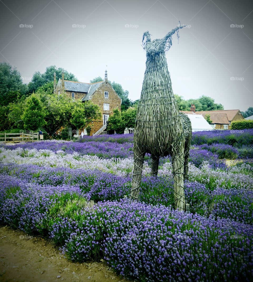Norfolk Lavender fields in England