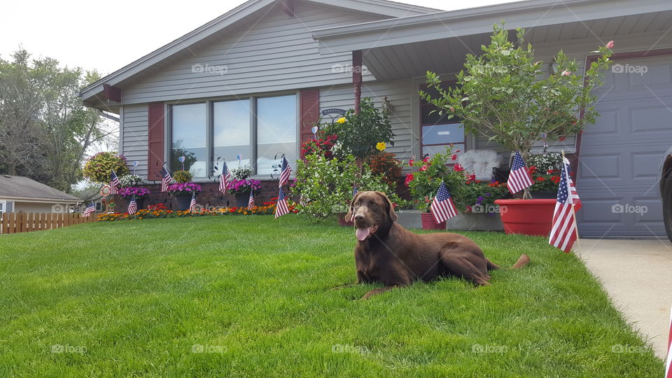 Chocolate Lab laying in front yard with flowers and flags