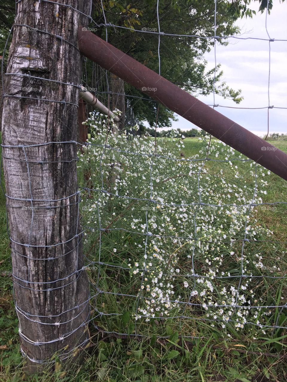 Fence Post