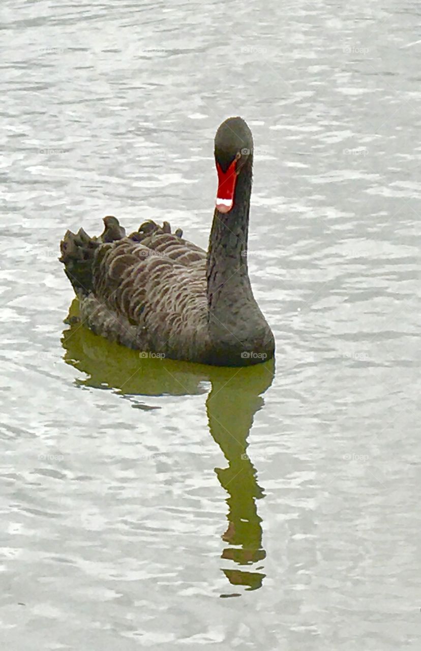 Beautiful Black Swan 
