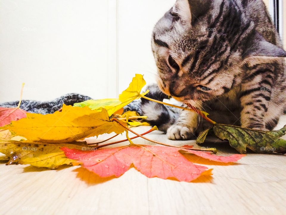 Cat with fallen leaves