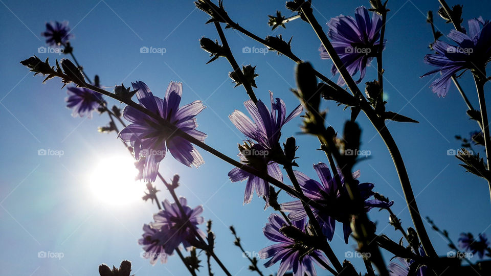 Violet flowers against blue sky