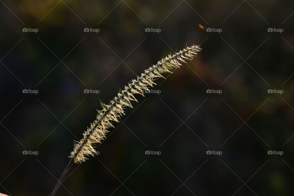 when lights falls on a dry flower