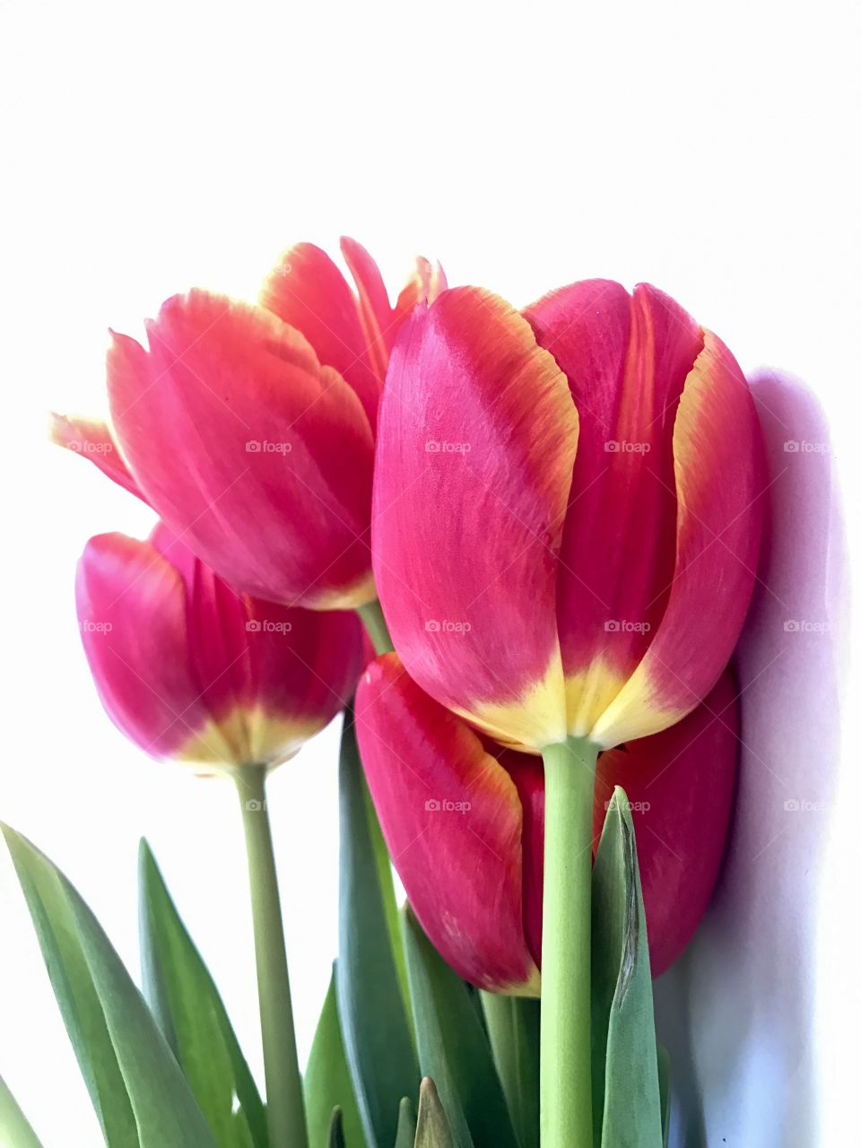 Red tulips