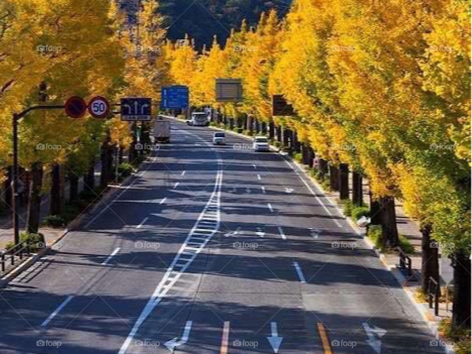 Koshu Highway Japan during autumn 