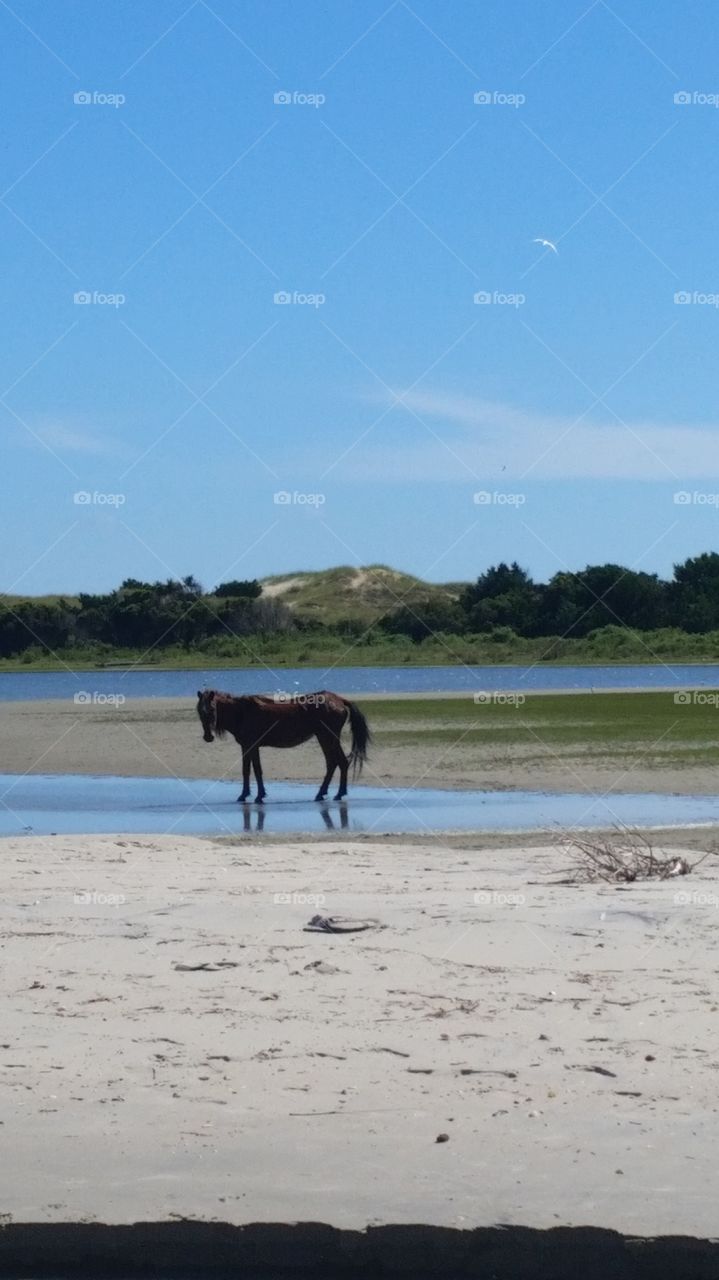 Horse on a island at CAPE LOOKOUT nc