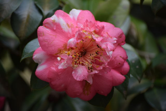 Pink and Pretty 