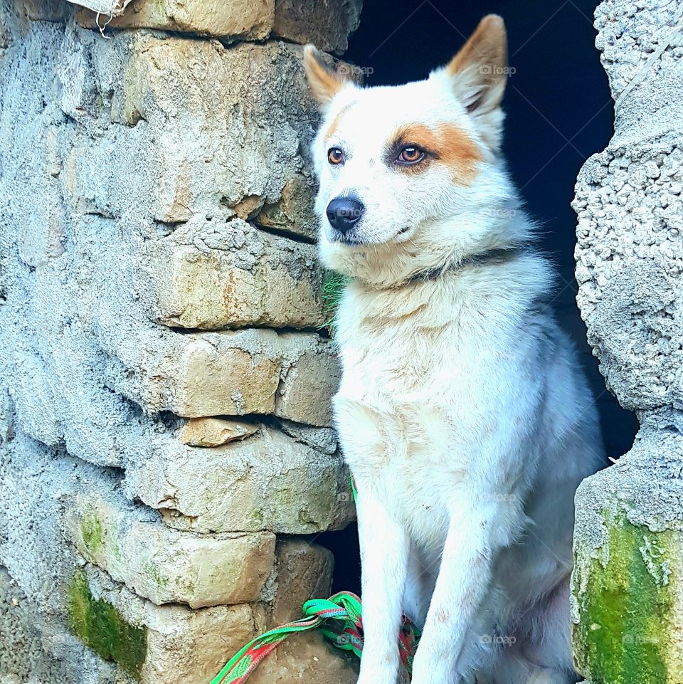 My dog while focusing