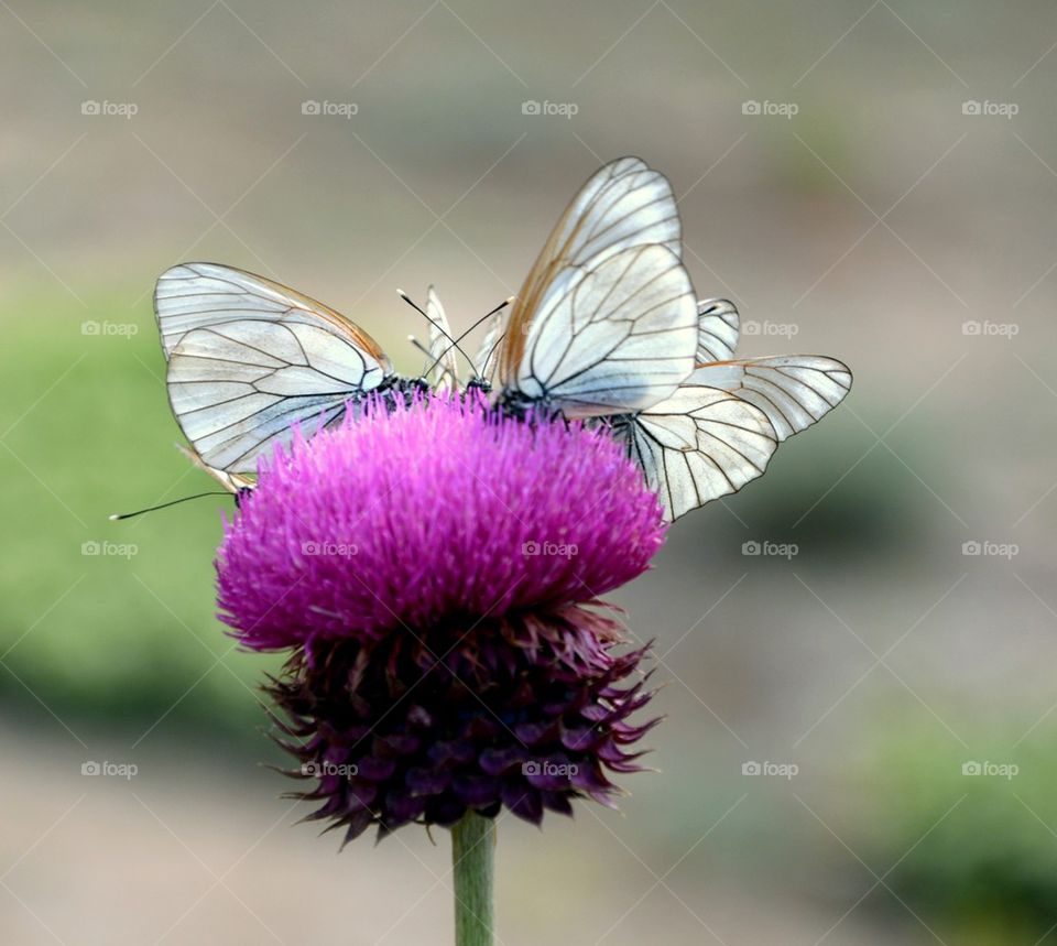 Lovely butterflies