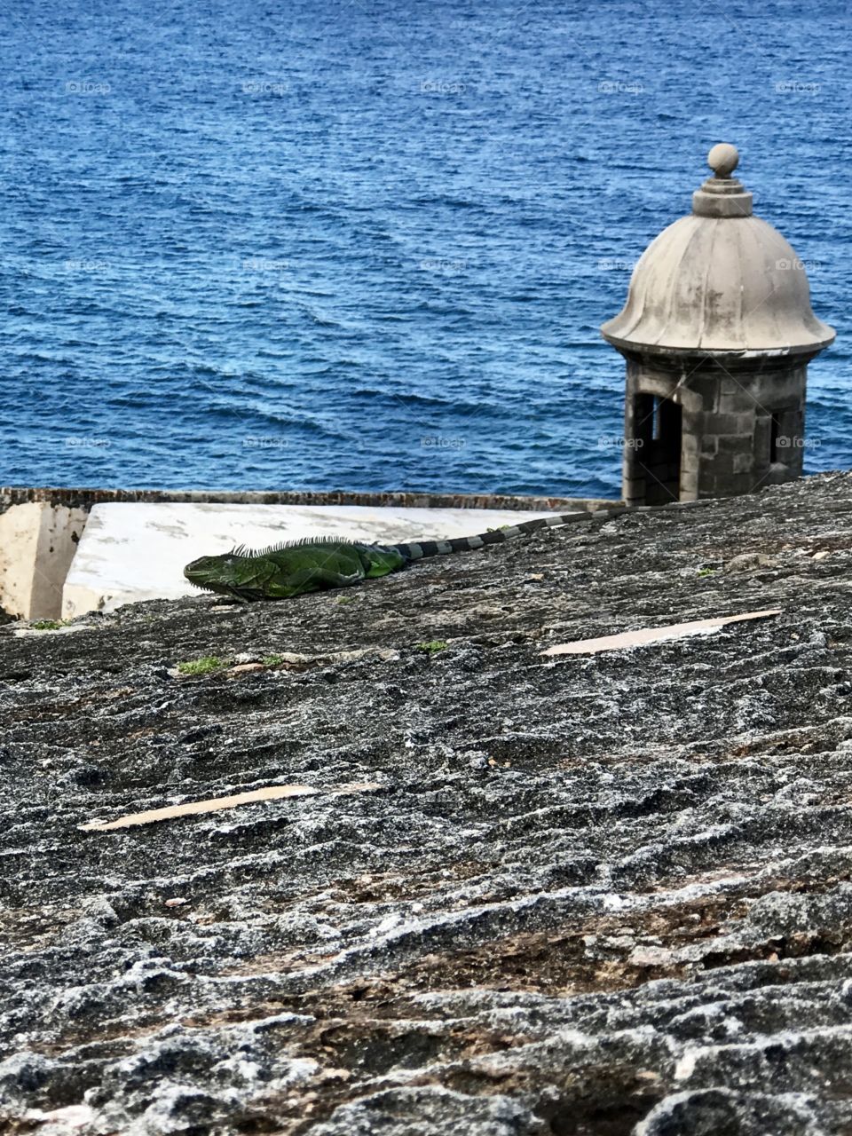 An iguana relaxing on the 16th-century Castillo San Felipe del Morro in Puerto Rico.