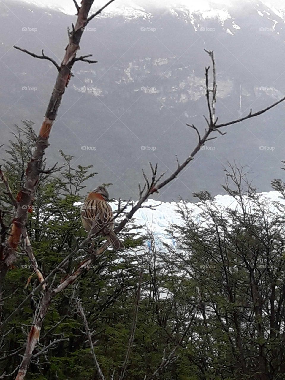 Perito Moreno Glacier