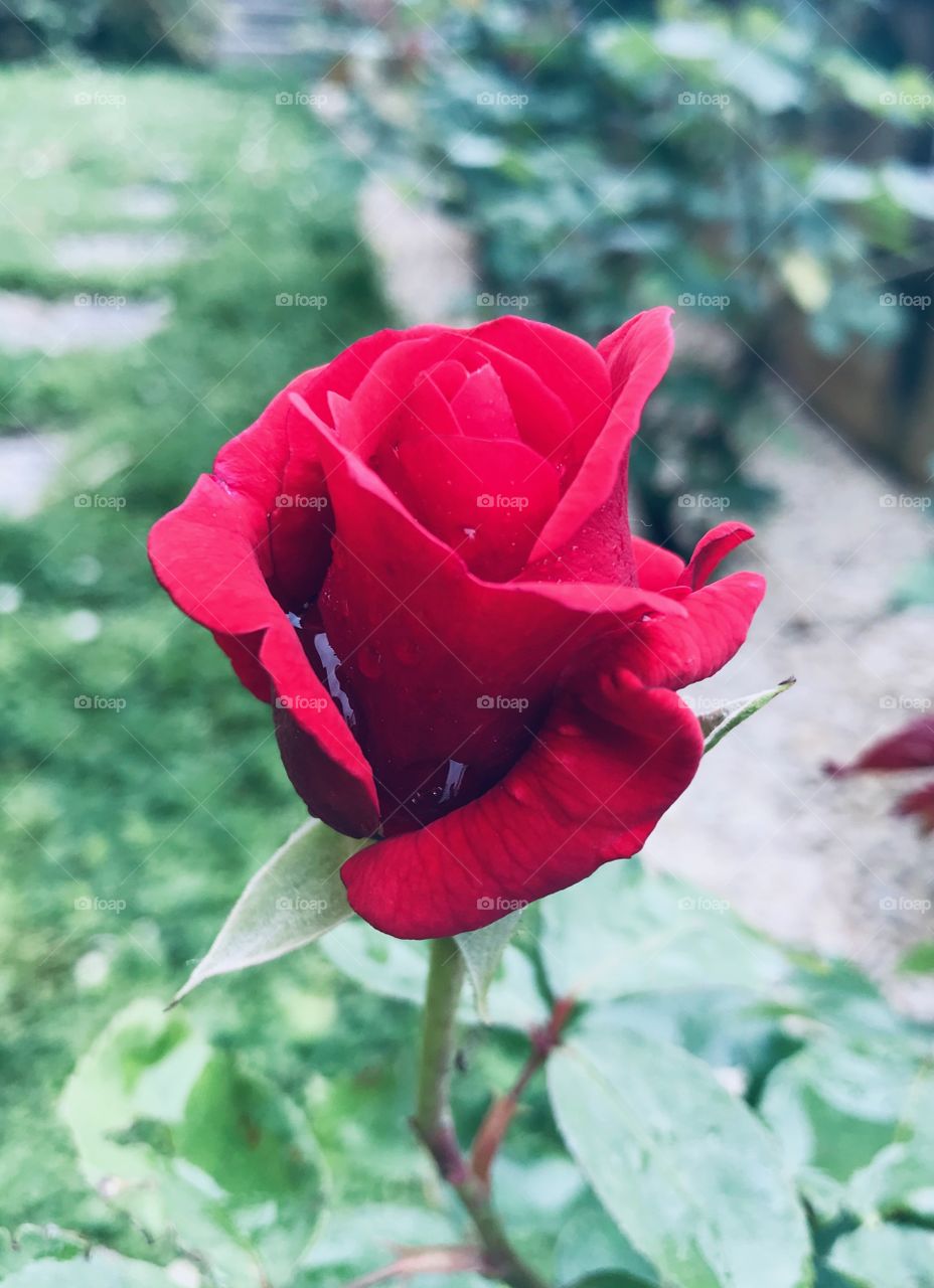 Red rose in my garden
