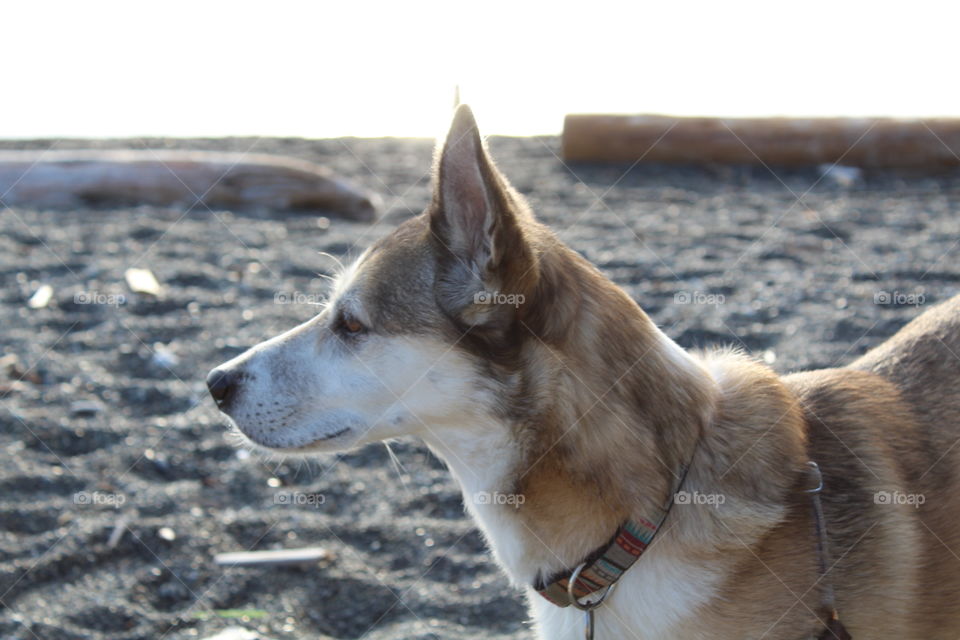 My dog at the beach