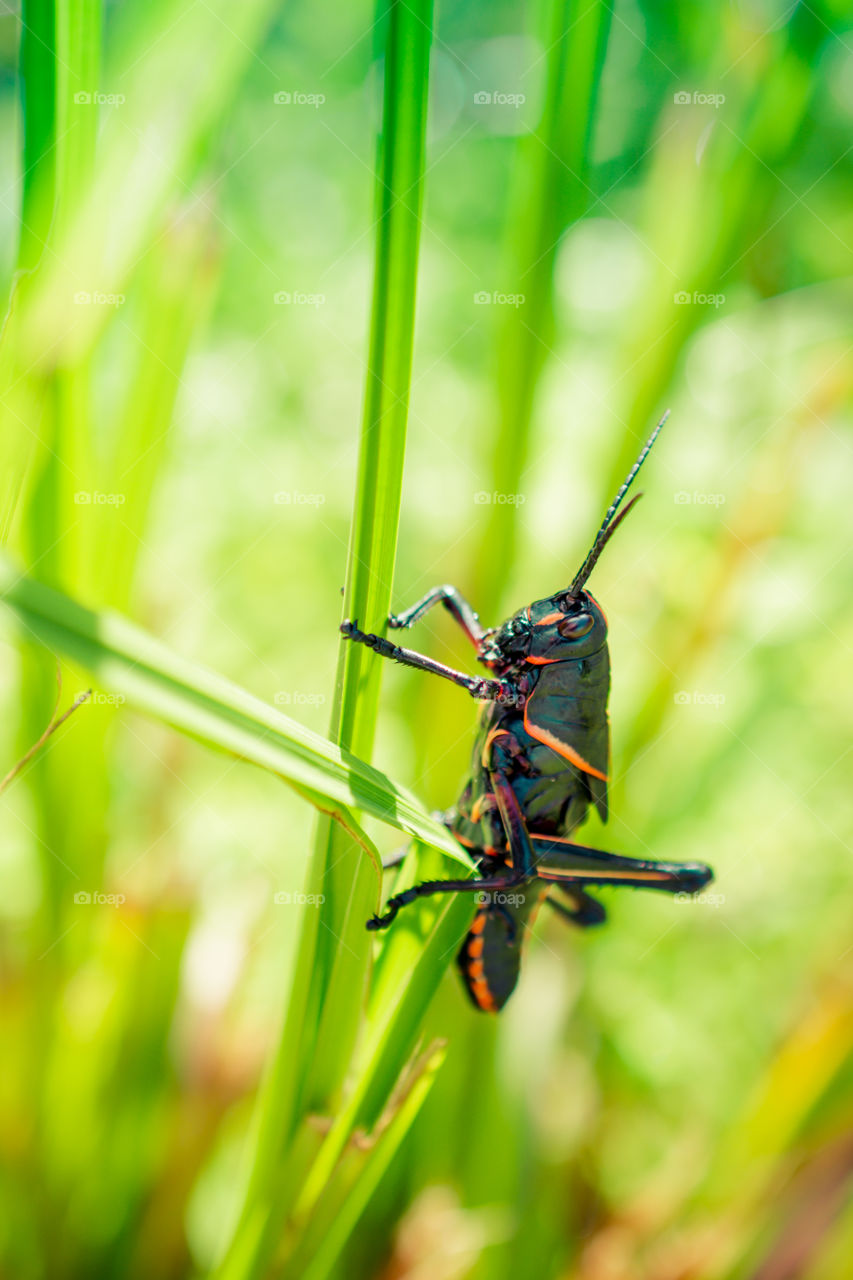 Texas Grasshopper on a Blade of Grass Up Close Macro 3