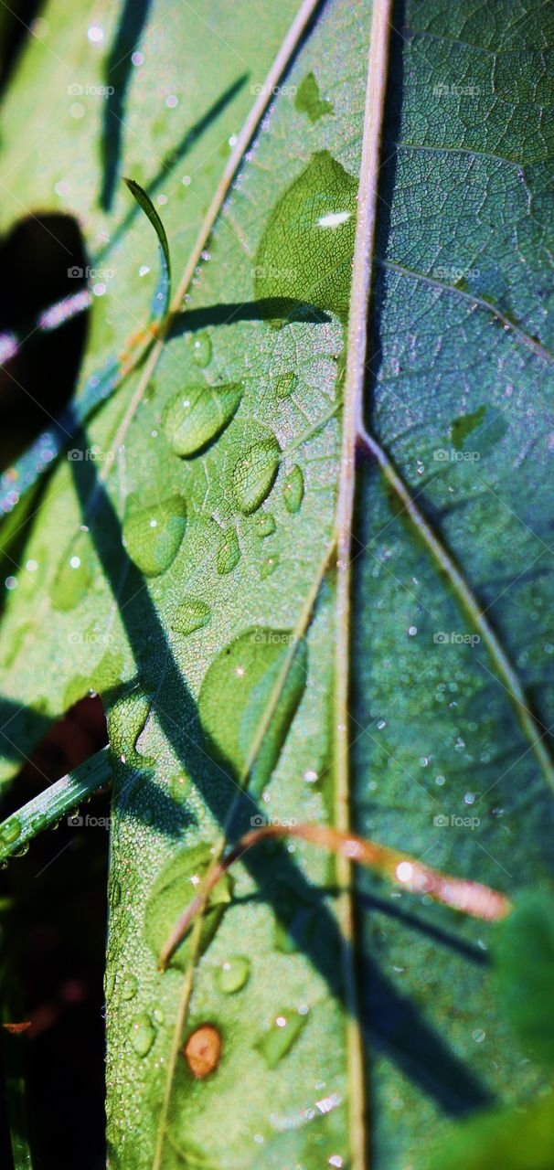 Morning dew 