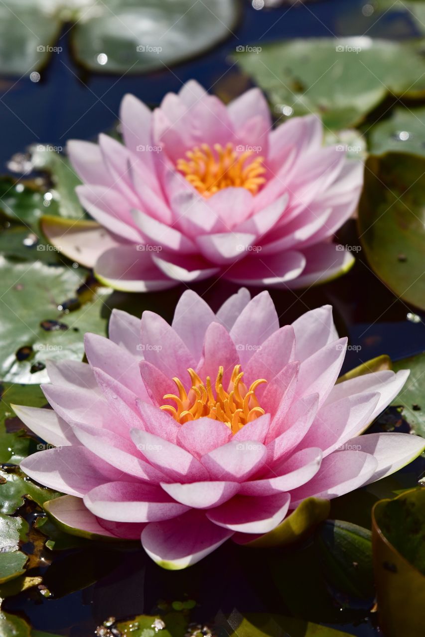 Waterlily