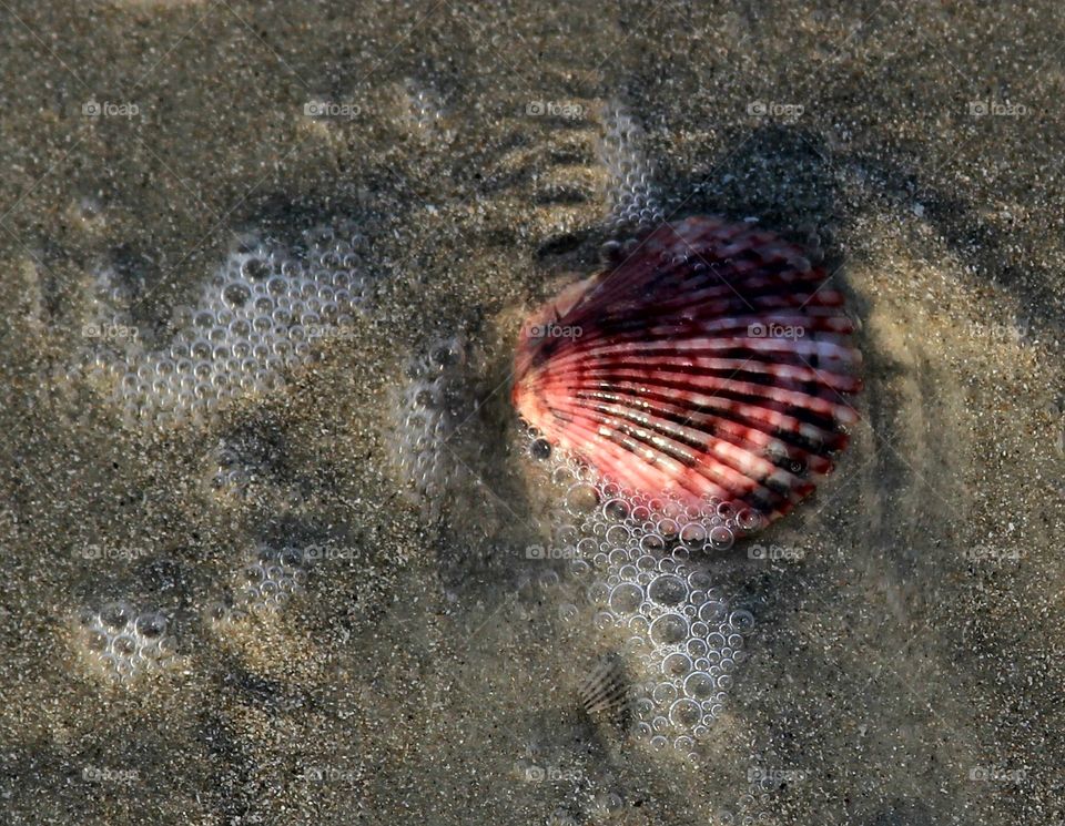 shell in the surf.