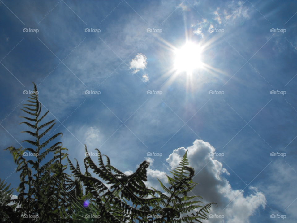 Summer sun, clouds and fern leaves