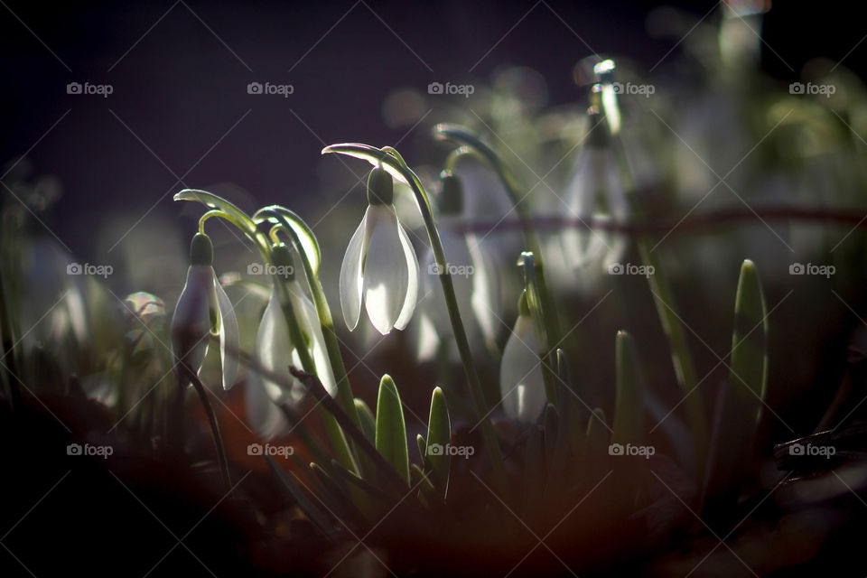 Snowdrops in the sunshine