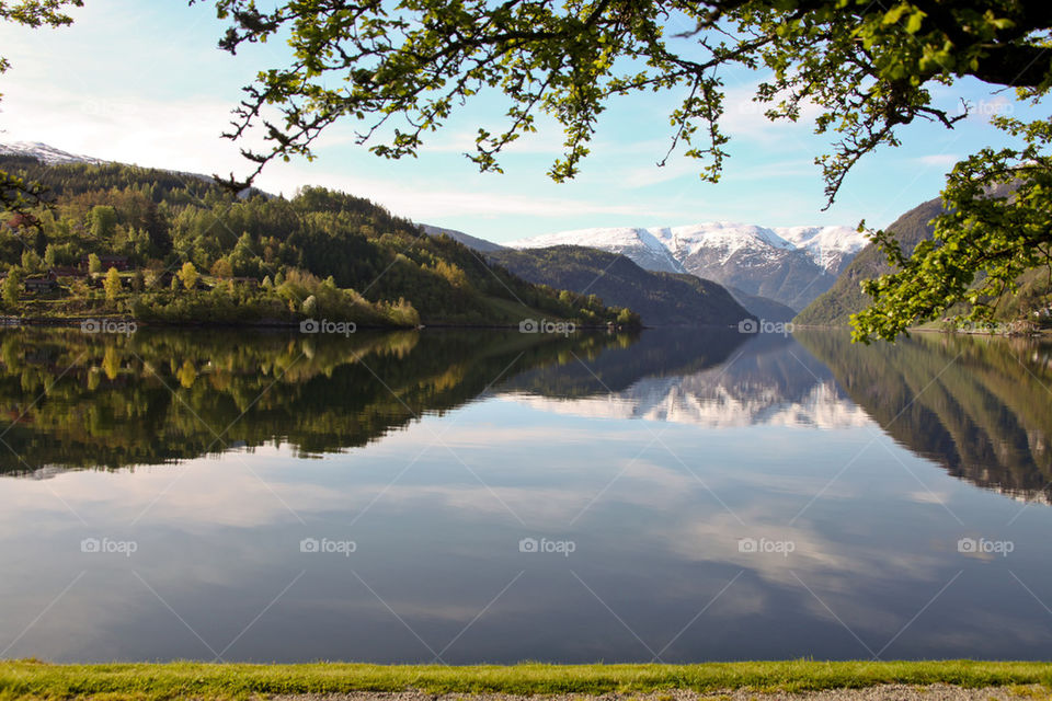 Trees reflection on the lake