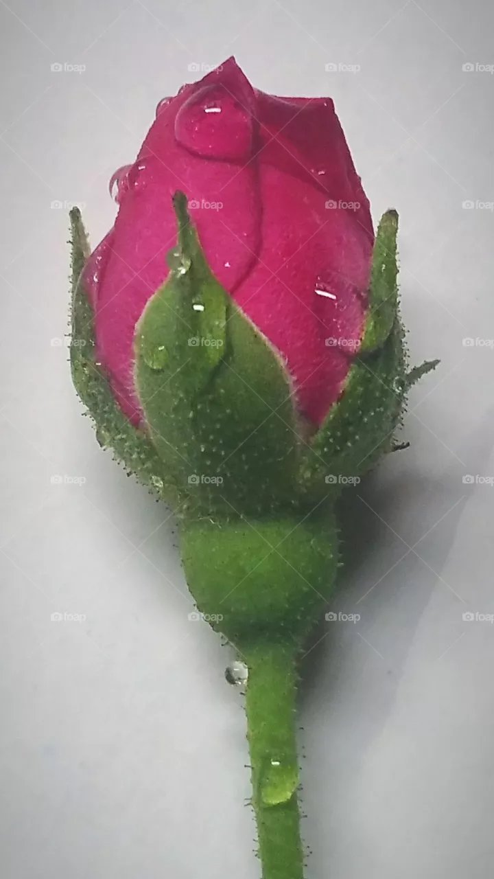 Rose One