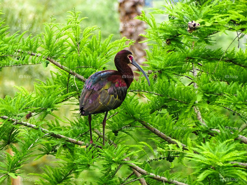 White Faced Ibis in breeding plumage