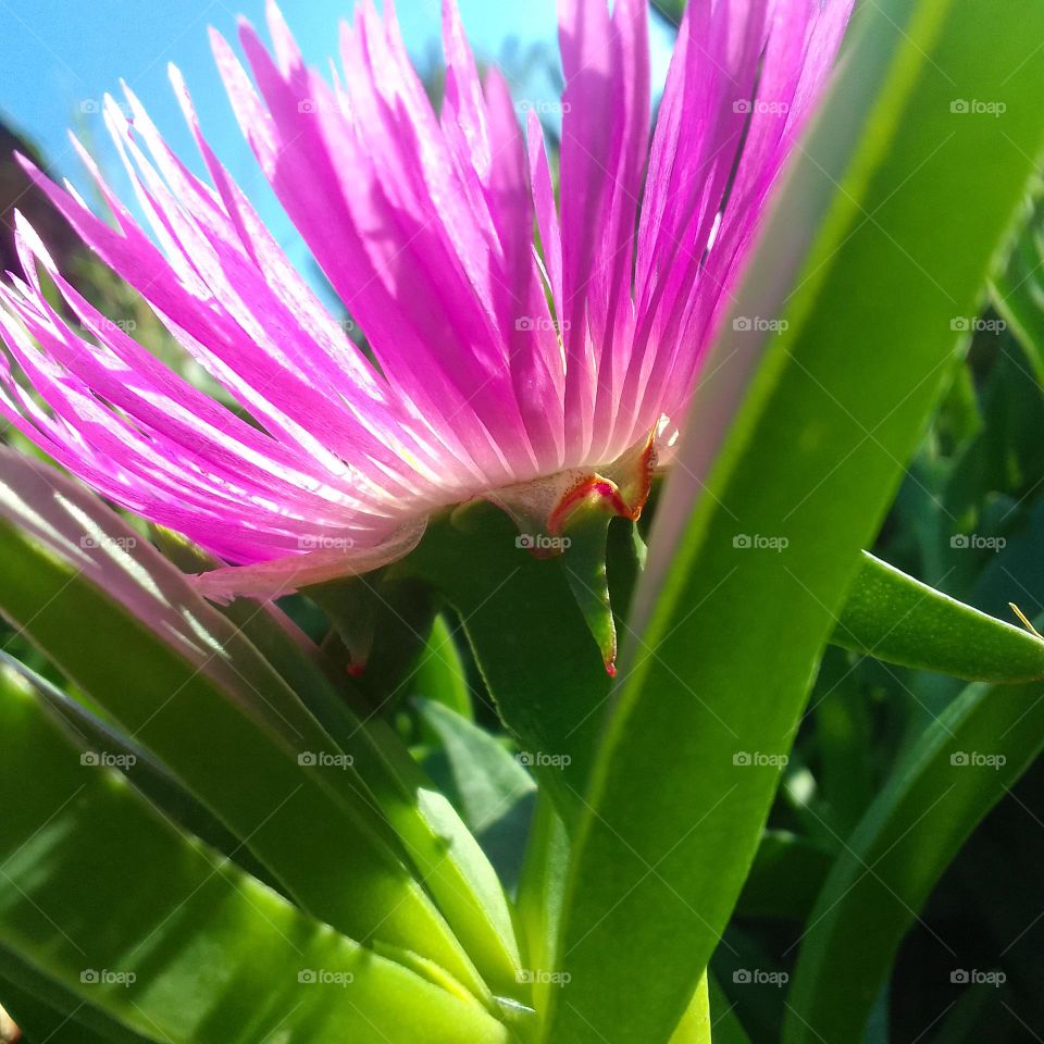 nice plante, beautiful color, nice flower