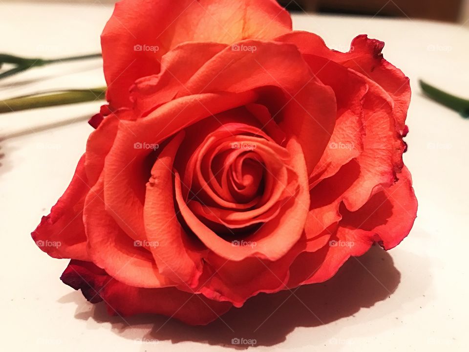 Rose 