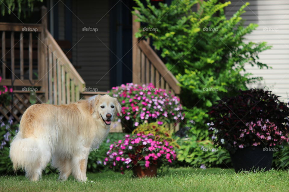 Kaci our golden retriever showing off our front porch and beautiful flowers